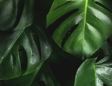 Vert Jungle : Adoptez une teinte naturelle pour votre intérieur