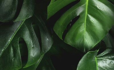 Vert Jungle : Adoptez une teinte naturelle pour votre intérieur
