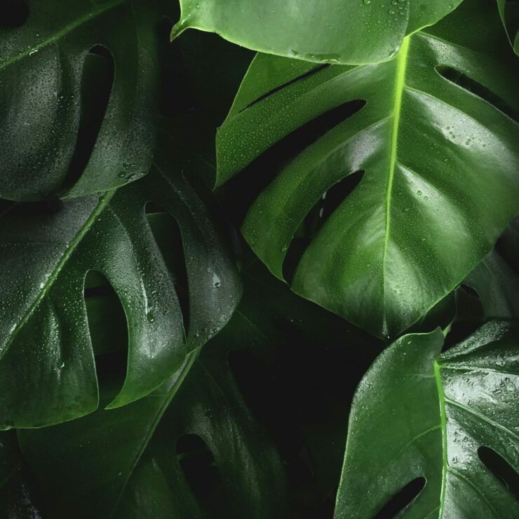 Vert Jungle : Adoptez une teinte naturelle pour votre intérieur
