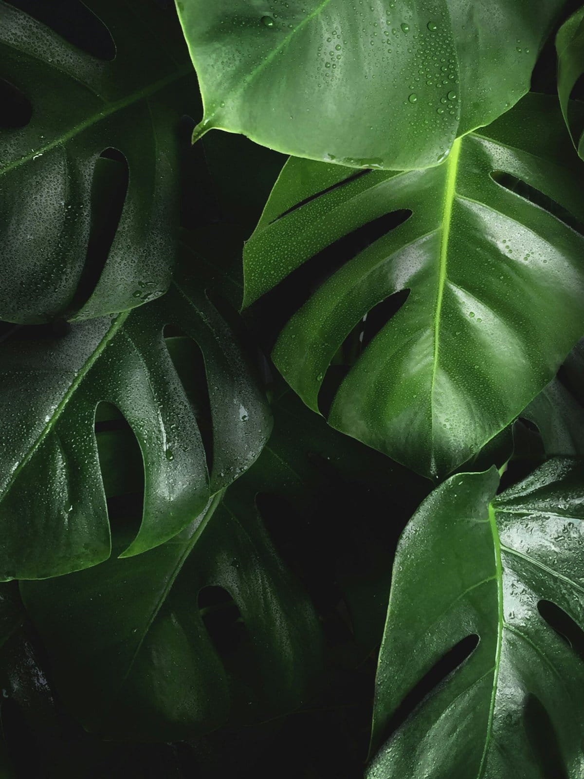 Vert Jungle : Adoptez une teinte naturelle pour votre intérieur