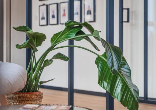 Décoration de bureaux professionnels près de Strasbourg