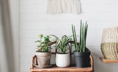 Plantes stabilisées : la décoration pérenne qui transforme vos espaces