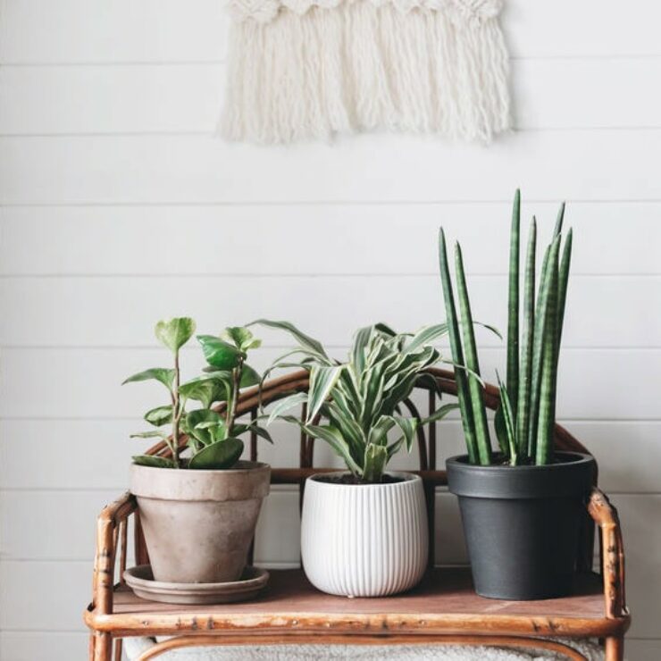 Plantes stabilisées : la décoration pérenne qui transforme vos espaces