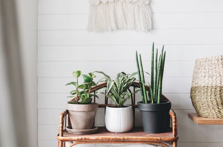 Plantes stabilisées : la décoration pérenne qui transforme vos espaces