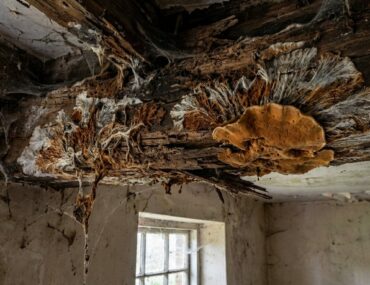 Zone mérule France : carte, risques et solutions 2025