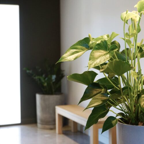 Transformation d’un cabinet d’orthodontie dans le Var