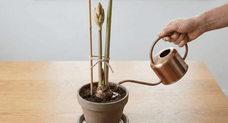 Comment prendre soin des amaryllis : les méthodes les plus simples à suivre à la maison